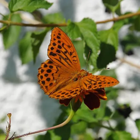 Sea View 아파트 팔레오카스트리차